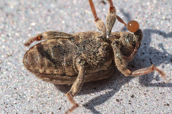 Hypera postica