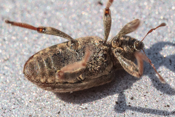 Hypera postica