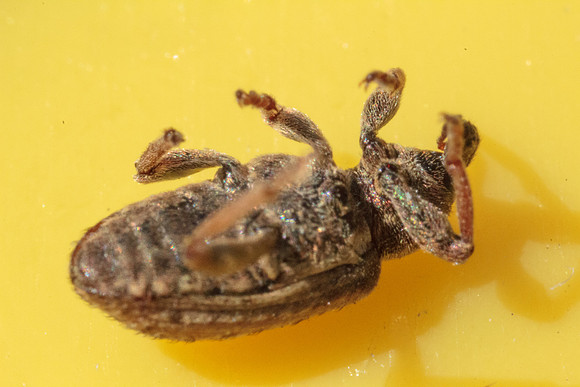 Hypera postica