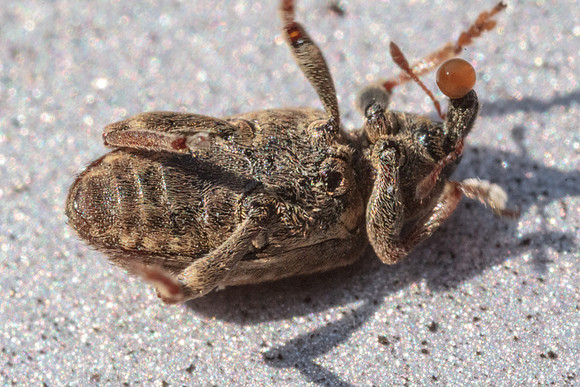 Hypera postica