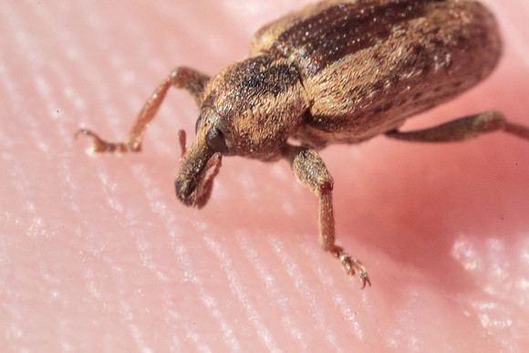 Hypera postica