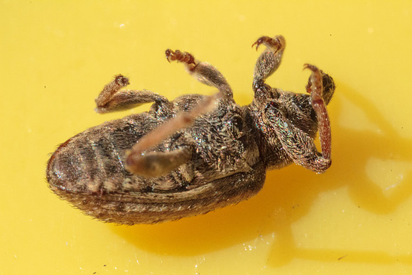 Hypera postica