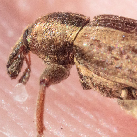 Hypera postica