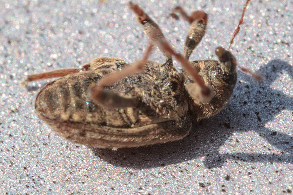 Hypera postica