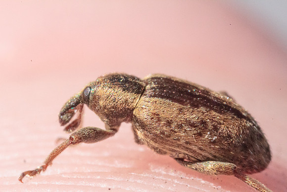 Hypera postica