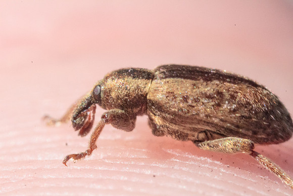 Hypera postica