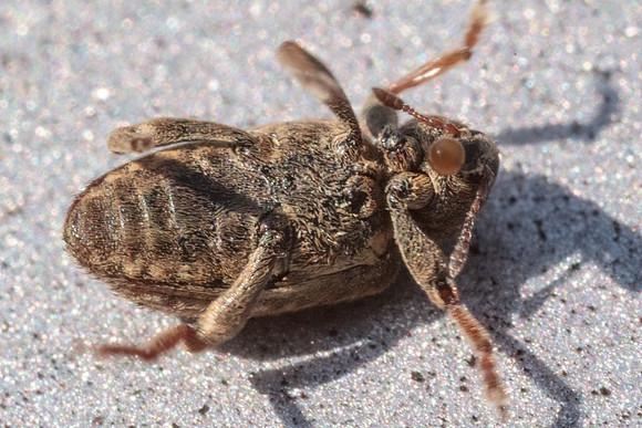 Hypera postica
