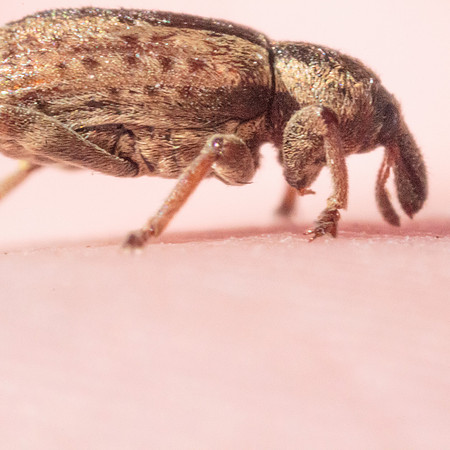 Hypera postica