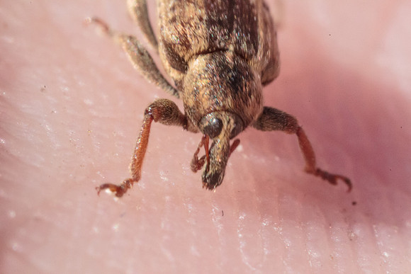 Hypera postica