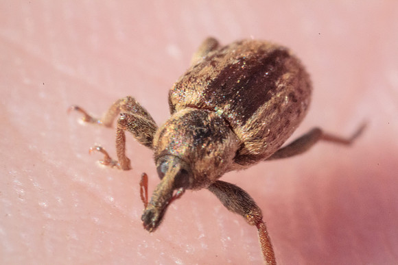 Hypera postica