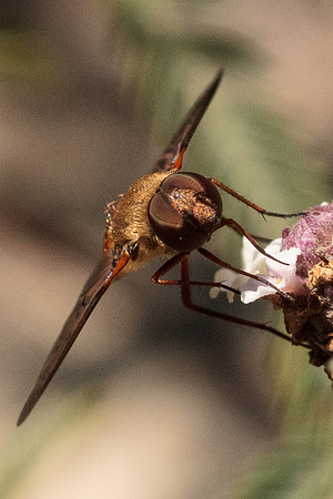 Bee fly
