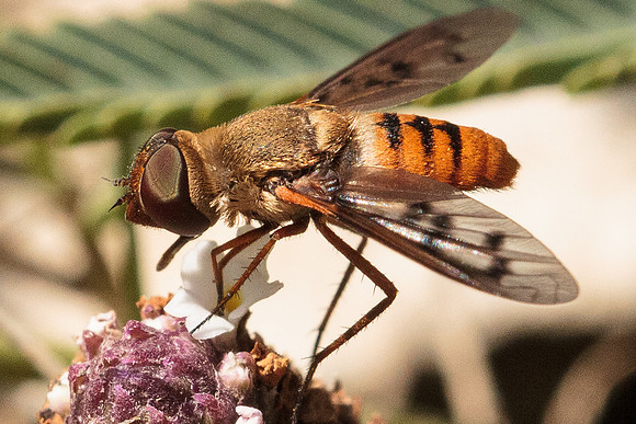 Bee fly