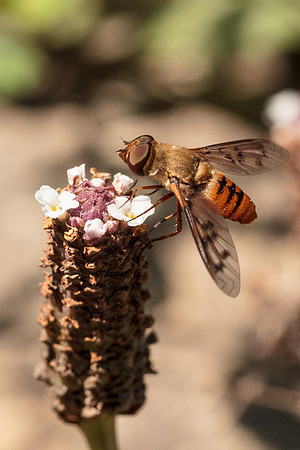 Bee fly