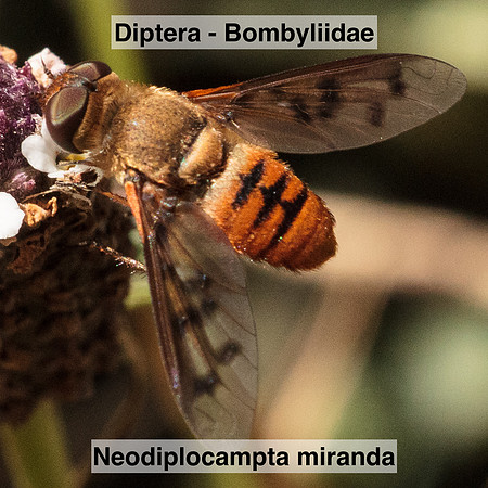Diptera - Bombyliidae - Neodiplocampta miranda