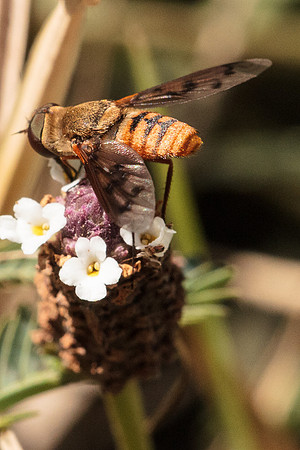Bee fly