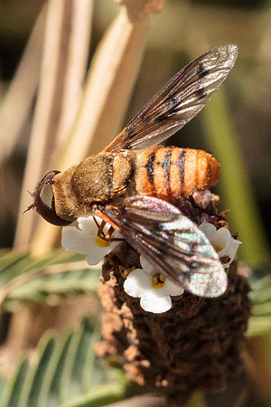 Bee fly