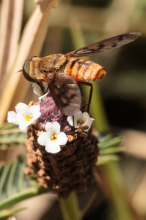 Bee fly