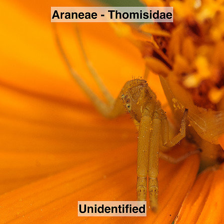 Araneae - Thomisidae -- unidentified