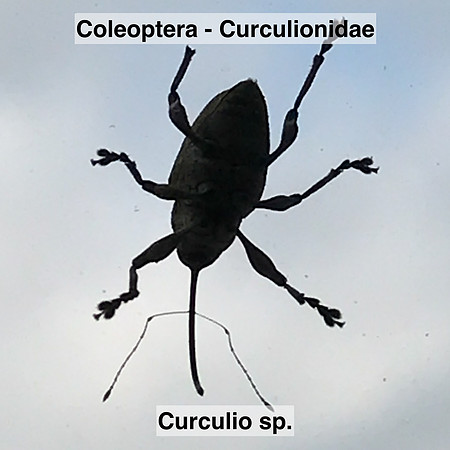 Coleoptera - Curculionidae - Curculio sp.