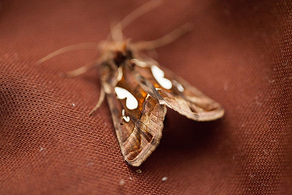 Noctuidae - Megalographa biloba