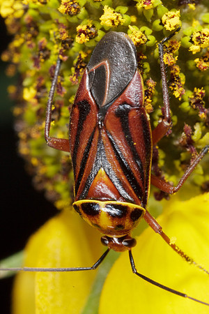 Hemiptera - Miridae - Calocoris barberi