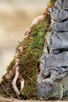 Root Rock