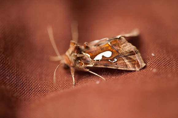 Noctuidae - Megalographa biloba