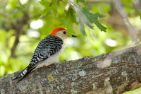 Woodpeckers