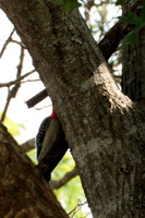 Red Bellied Woodpecker