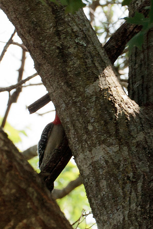 Red Bellied Woodpecker