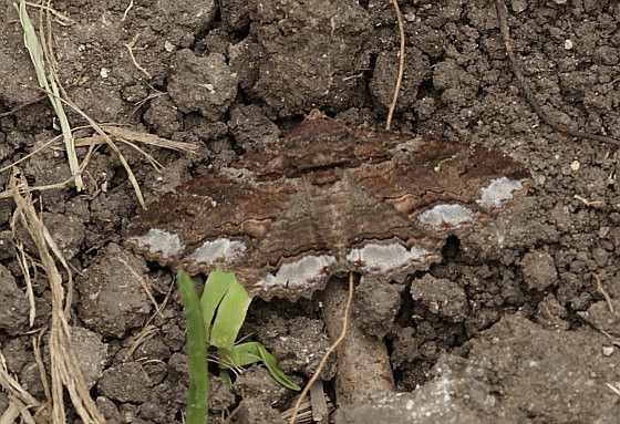 Erebidae - Zale lunata