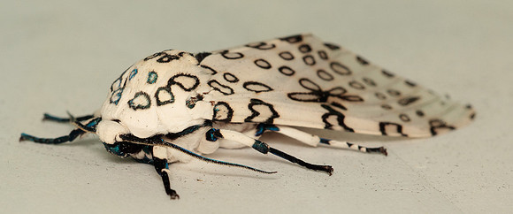 Erebidae - Hyperompe scribonia
