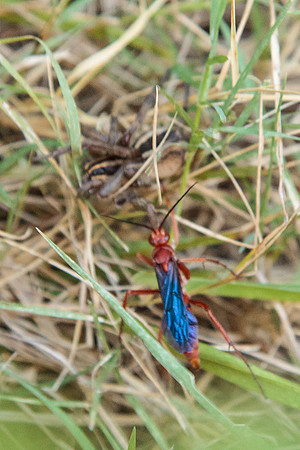 Hymenoptera - Pompilidae - Tachypompilus sp.