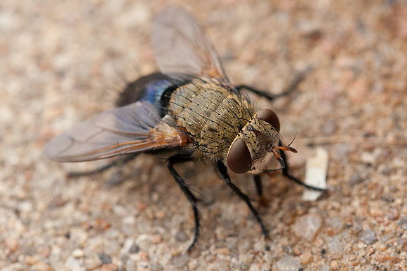 Diptera - Tachinidae - Archytas sp.