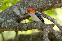 Red-Bellied Woodpecker1