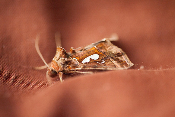 Noctuidae - Megalographa biloba