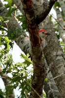 Red Bellied Woodpecker