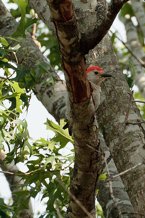 Red Bellied Woodpecker