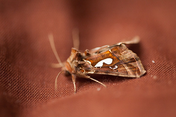 Noctuidae - Megalographa biloba