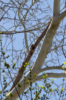 Woodpecker