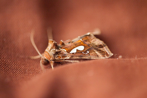 Noctuidae - Megalographa biloba