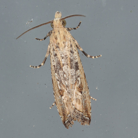 Tortricidae - Bactra verutana
