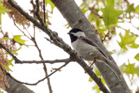 Carolina Chickadee