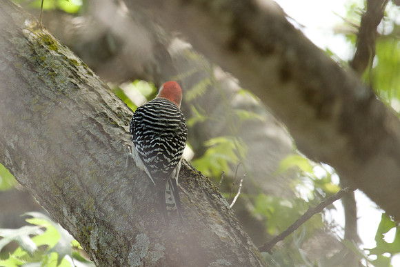 Red-bellied Woodpecker