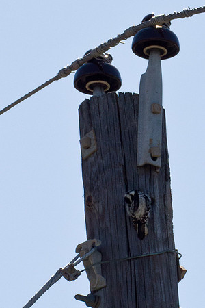 Downy Woodpecker