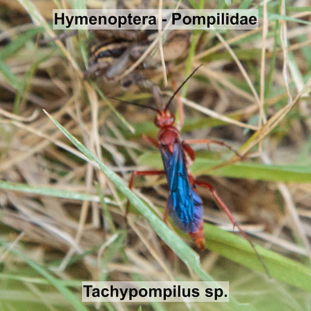 Hymenoptera - Pompilidae - Tachypompilus sp.