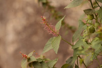 Mt. Bonnell Plants