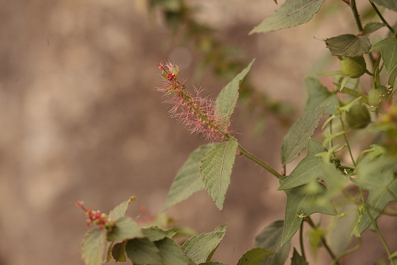 Acalypha, possibly phleoides