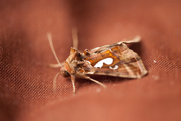 Noctuidae - Megalographa biloba