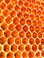 Honeycomb